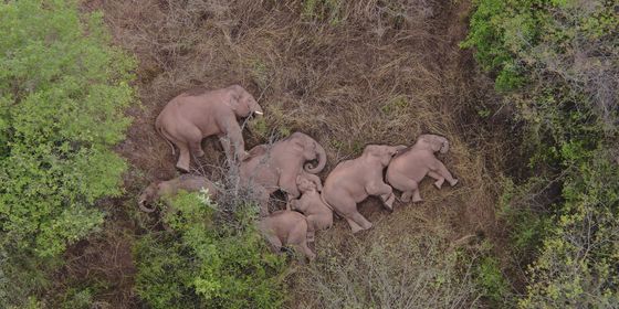 Chinese elephants sleeping